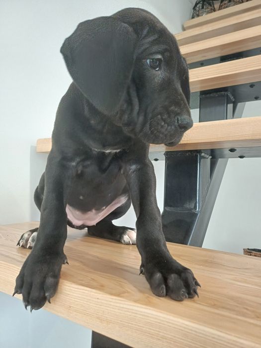 Sunia dog niemiecki czarna