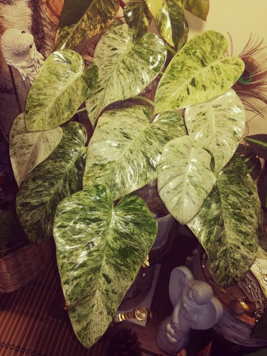 Philodendron Giganteum Variegata Filodendron roślina piękna monstera