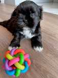 Szczeniak rasy Shih Tzu