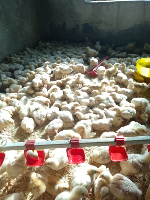 Продам бройлерів (підросток,жива вага,тушка) Комбікорм.