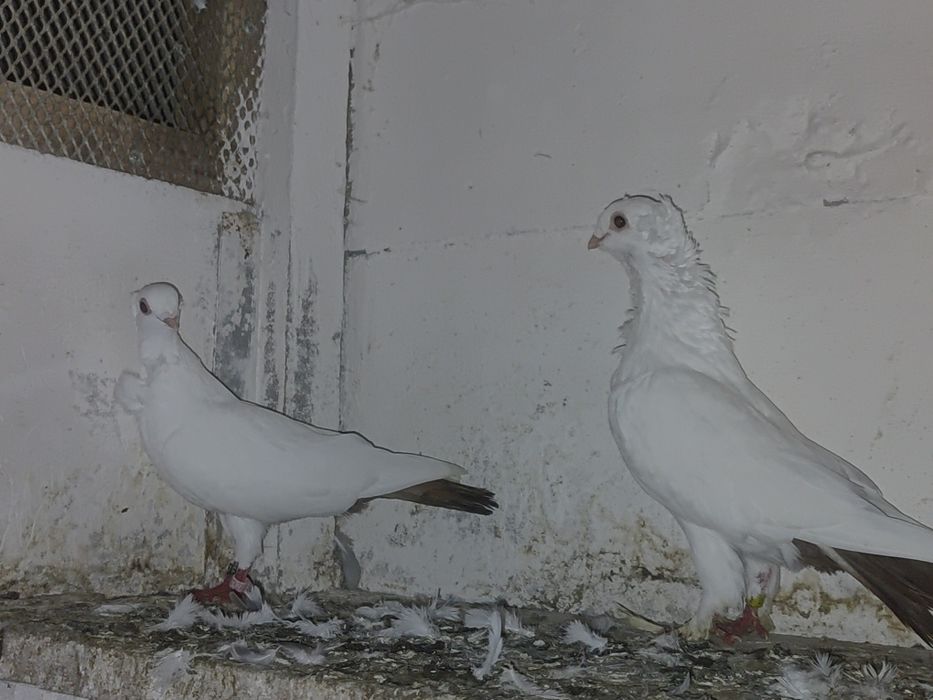 Sprzedam gołebie dryjery