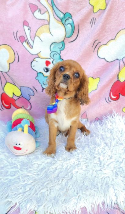 Cavalier King Charles Spaniel Macho