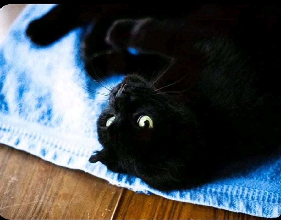 Віддам _ кішки_ коти_ Ніколь