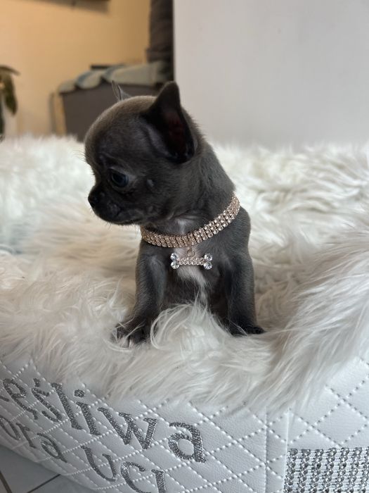 Chihuahua niebieska sunia MEGA CUDO
