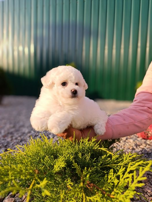 Бишон фризе!! Девочка!!