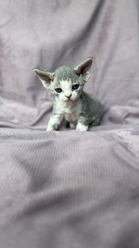 Devon rex kocurek miot L