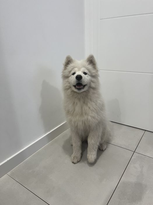 Samojed samoyed szczeniak 4 miesiace