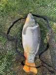 Karp zywy  1,3-2,0kg HURT