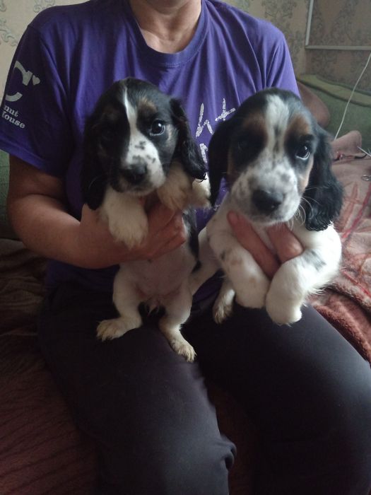 Русский спаниель