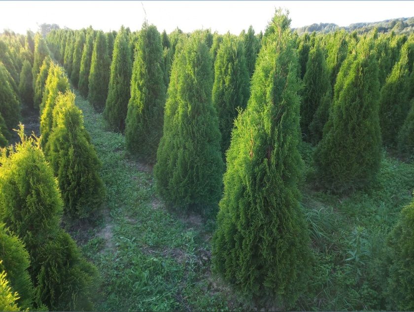 Tuja,tuje szmaragd 170cm, brabant, kurnik, kolumna do 400cm, SADZIMY