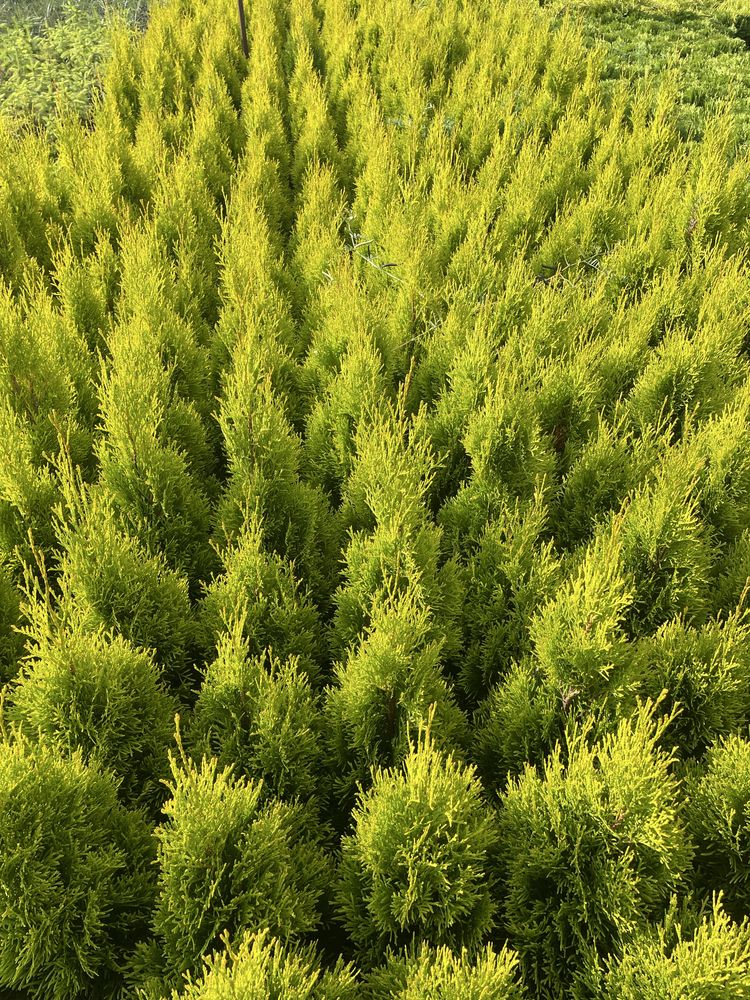 Thuja Smaragd Gold 50-60cm Doniczka 3 l
