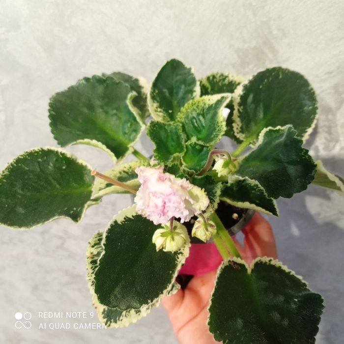 Фіалки квітучі дорослі