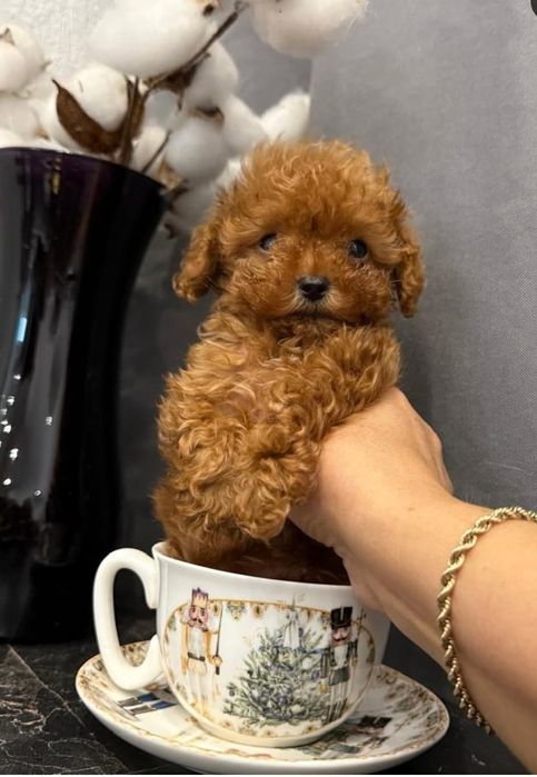 Найгарніша манюня той пудель