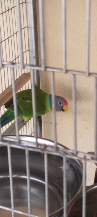 Varias aves de meio porte