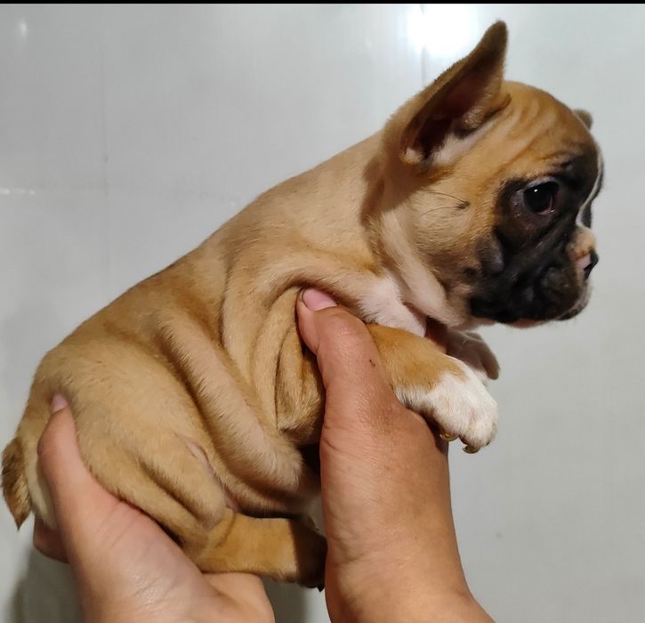 Бульдожки французській бульдог дівчатка