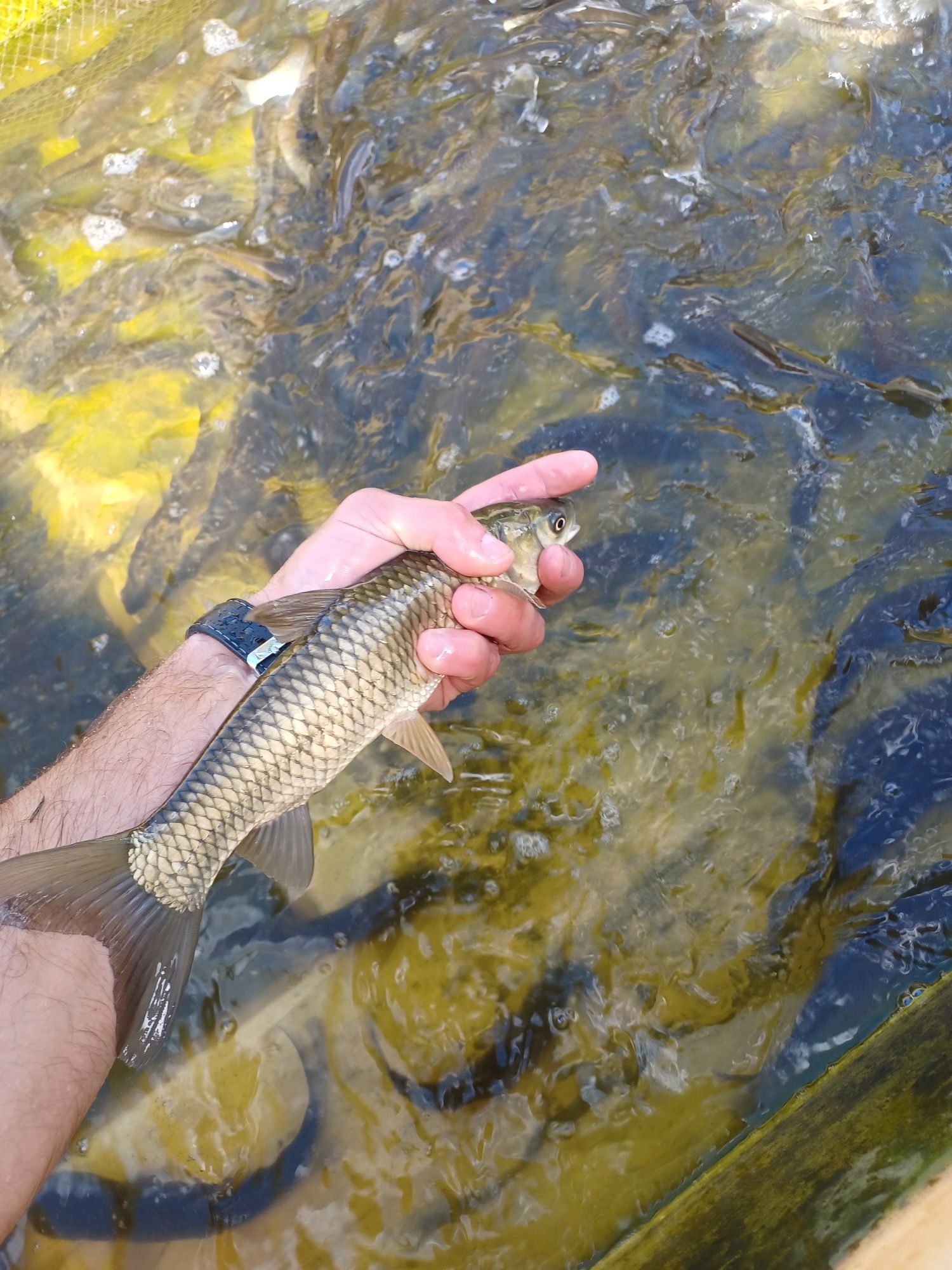 Karp narybek/kroczek. Jesiotry , Amur , Lin , Miętus.