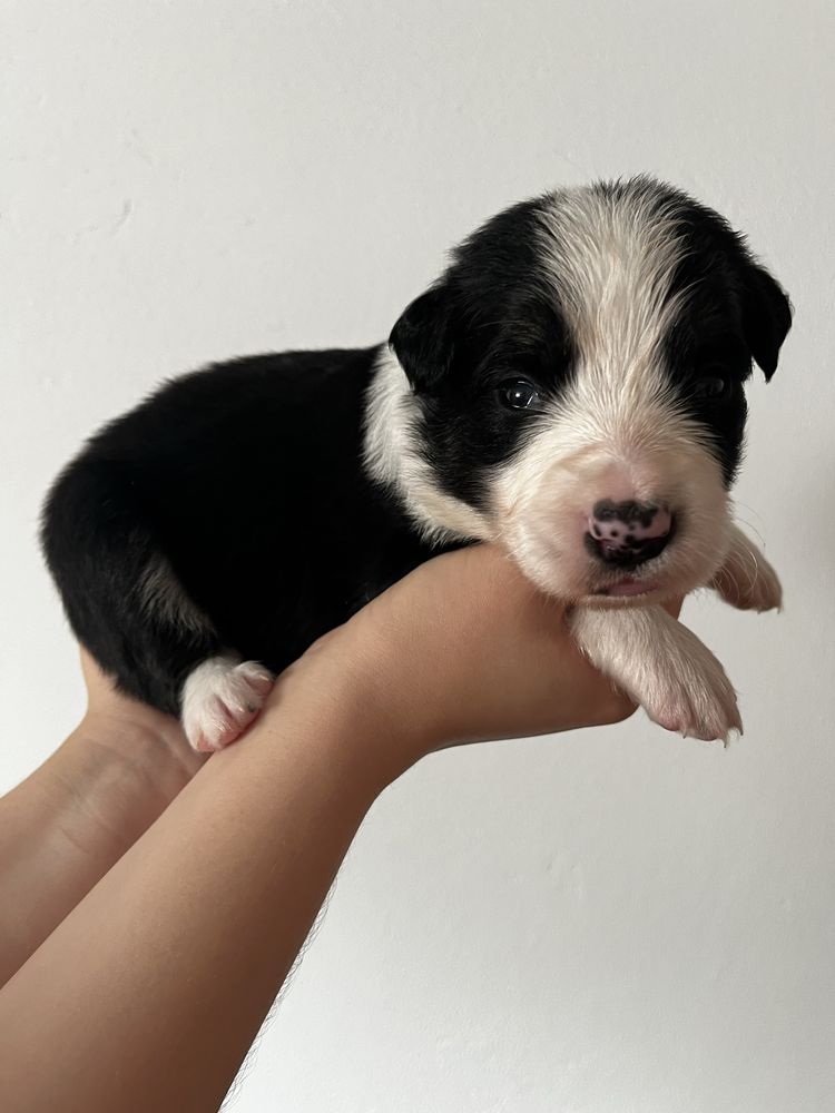 Piesek Border Collie