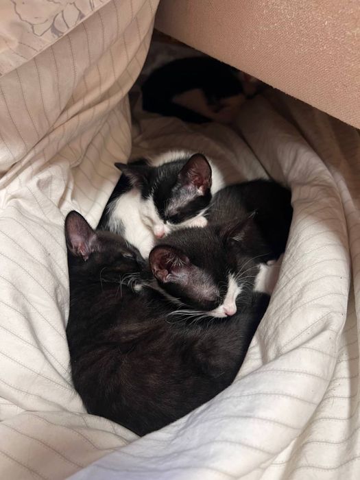 Котик, кошеня, киця, кітик, кицюня