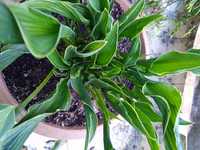 Hosta funkia Praying Hands "modlące ręce"