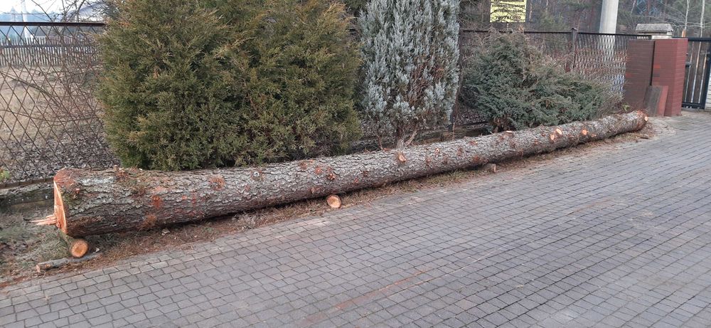 pień modrzewia, modrzew prosty 7 m drewno na deski