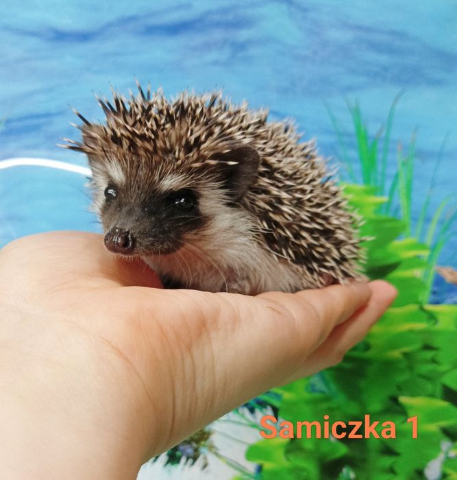 Jeż Pigmejski/Jeżyki‼️OSWOJONE i Łagodne‼️SAMICZKI - 2 MCE‼️Sklep Zool