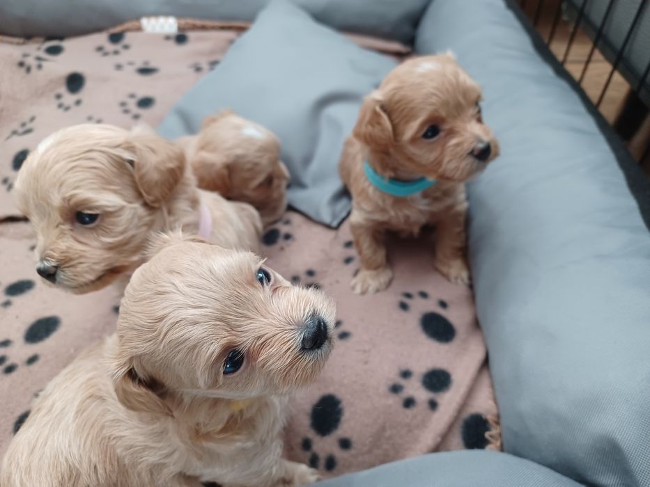 Maltipoo-suczka z czipem i rodowodem