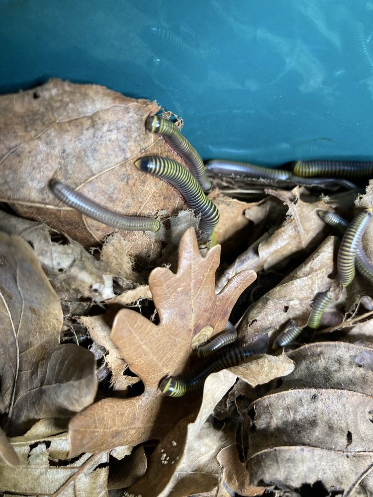 Anadenobolus monilicornis wije isopody prosionko