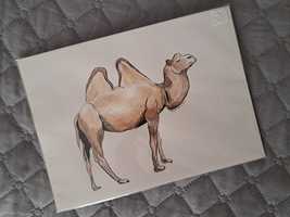 Desenho pintura ilustração camelo - pintado à mão  21,2 x 15,3 cm NOVO