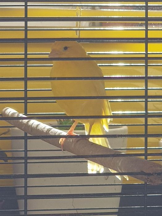 Vende-de 2 canários