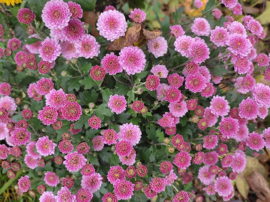 Мультифлора осіння