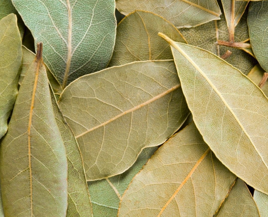 Loureiro planta e Folha de louro (biológico)