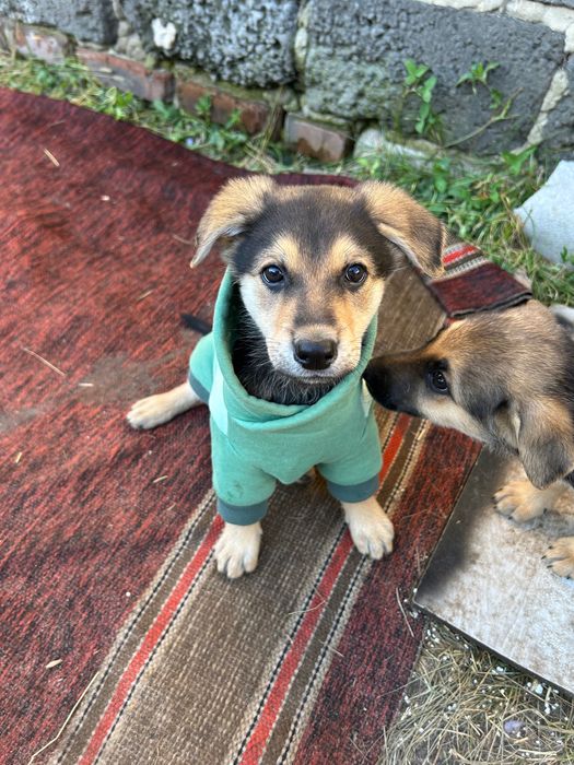 Щенята безкоштовно