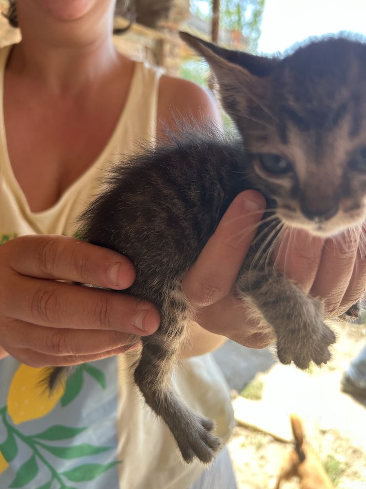 gatinhos para adoçao