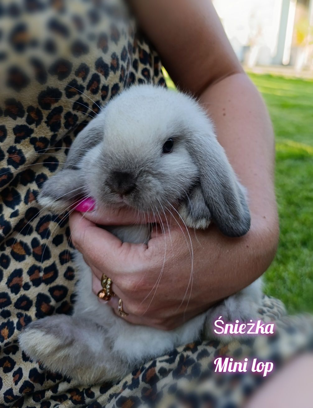 Królik króliczek mini lop hodowla zarejestrowana