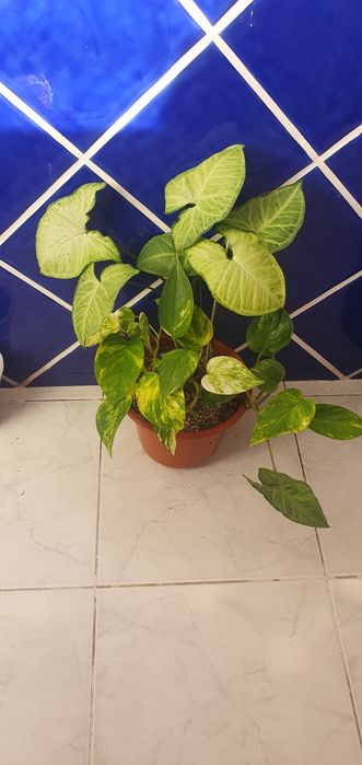 Duas Plantas lindas e saudaveis