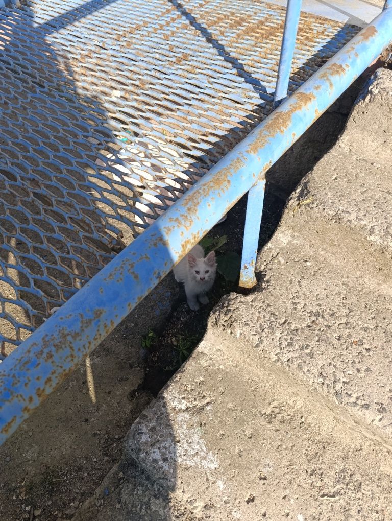 котенок в добрые руки