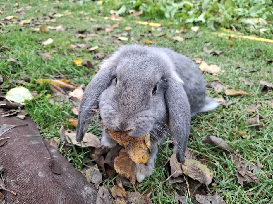 Sprzedam młode królika barana francuskiego