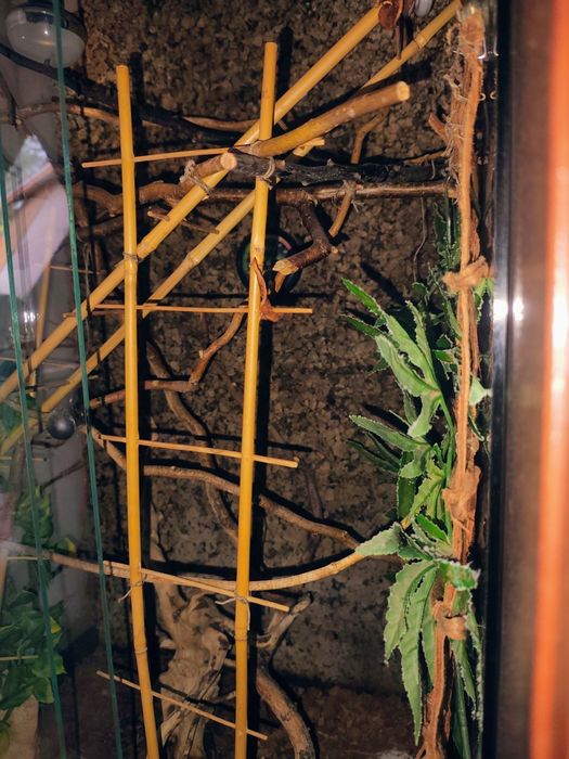 Terrarium dla kameleona duże