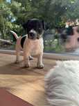 Jack Russell Terrier