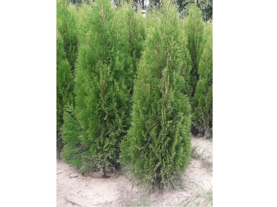 Tuja Szmaragd 160,180,200,220cm! Thuja Smaragd! Dowóz! Sadzimy! Tuje!