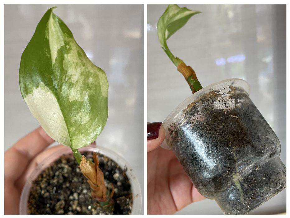 Монстера Тайське Сузірʼя, Aглаонема