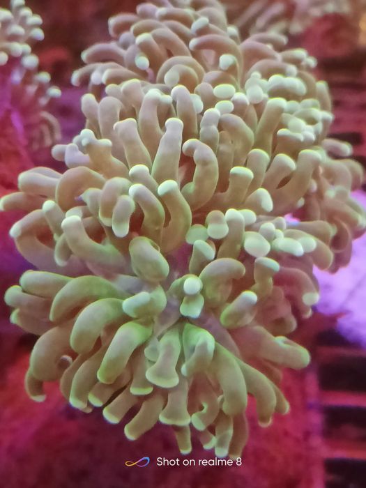 Euphyllia paraancora. Morskie