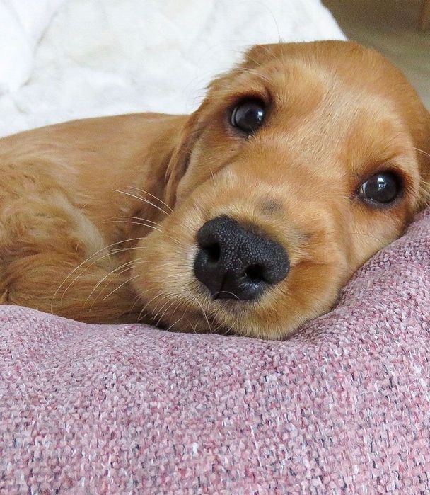 Продаються , готуються до продажу цуценята англійських спаніелів