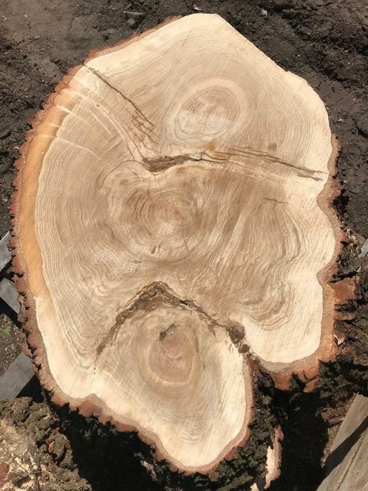 Monolity dębowe - krążki