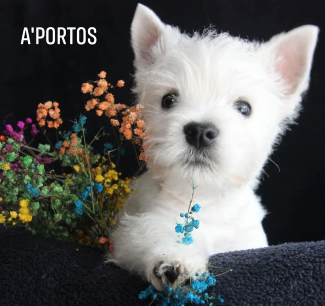 West highland white terrier - piesek ZKWP  FCI