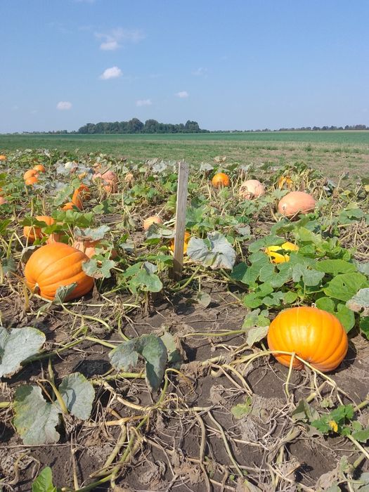 Dynia dynie eko naturalne