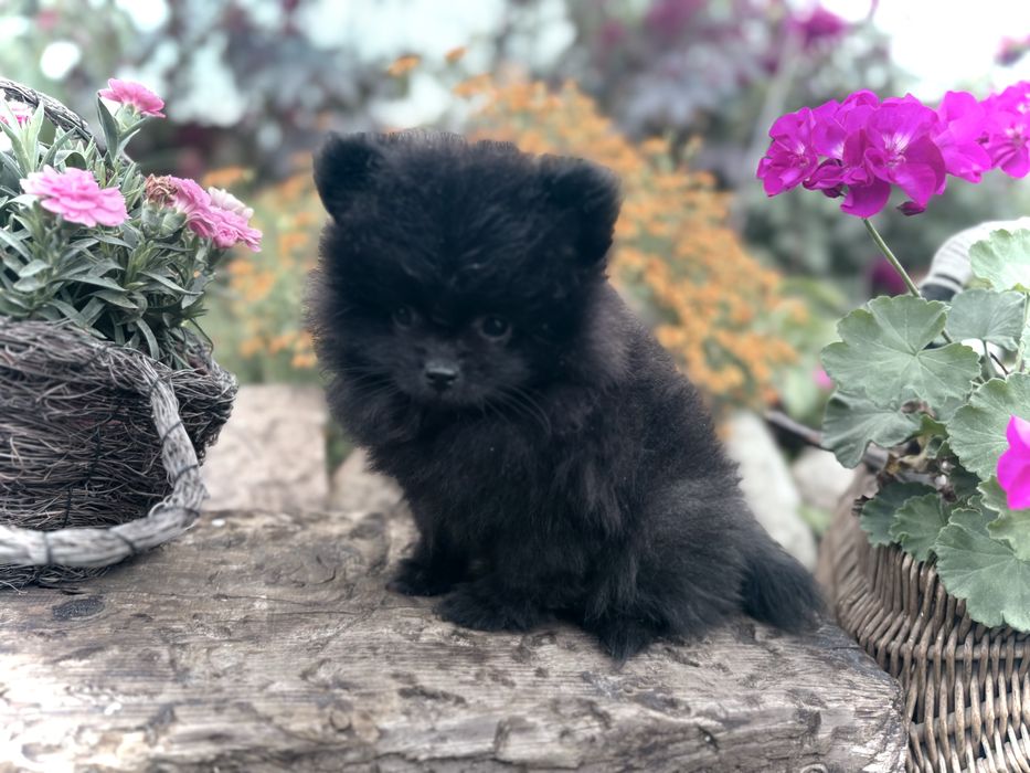 Mini piesek pomeranian szpic minaiturowy szpic minaitura