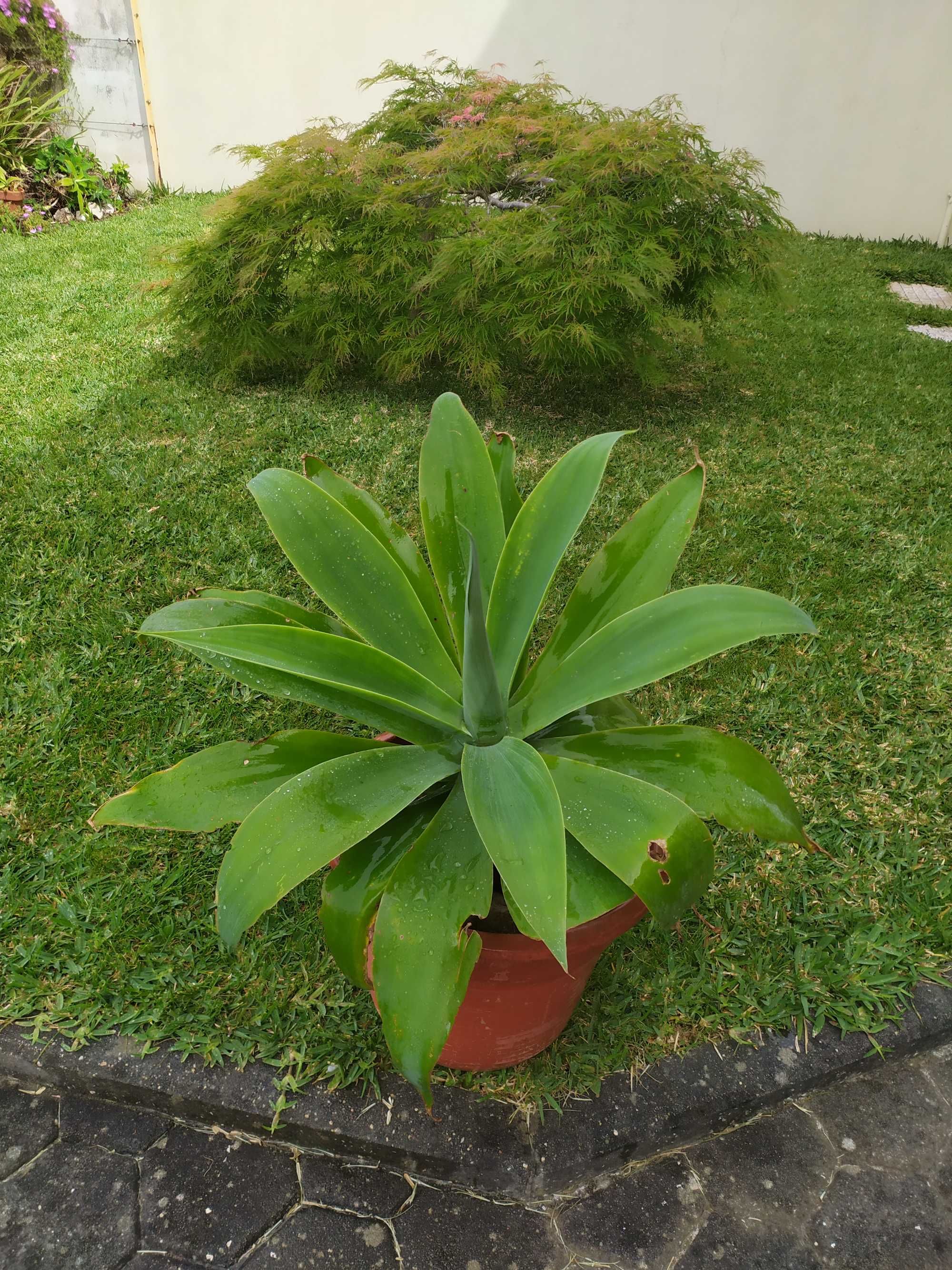 Cato Agave Dragão