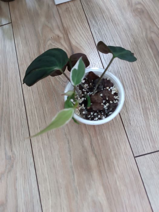 Philodendron micans Velvet halo