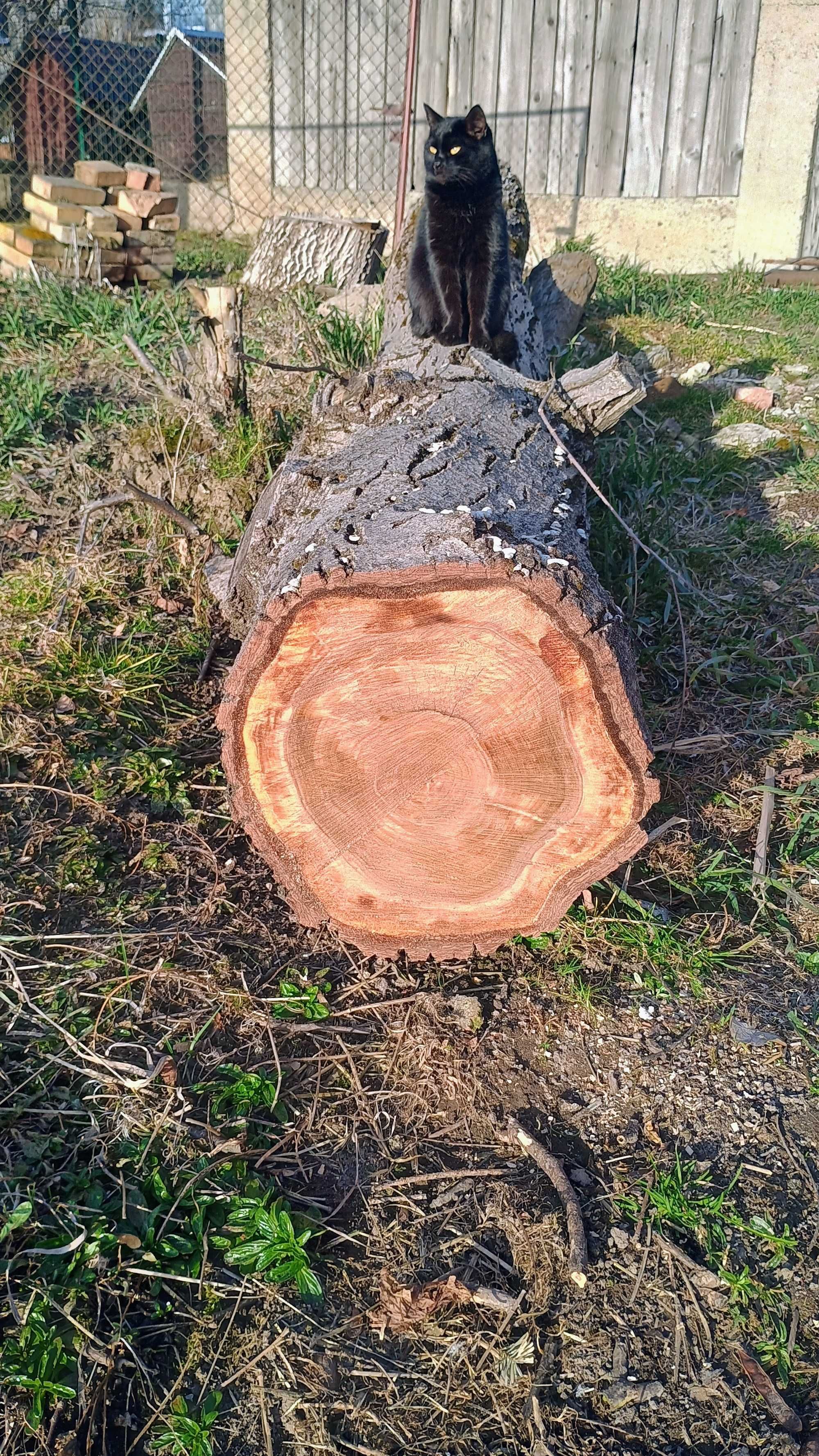 Pień orzecha włoskiego